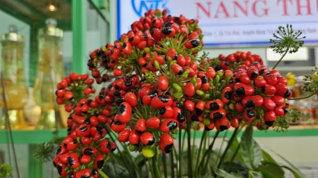 Hoa sâm ngọc linh