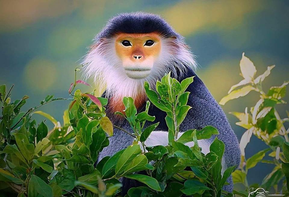 Vọoc chà vá chân nâu