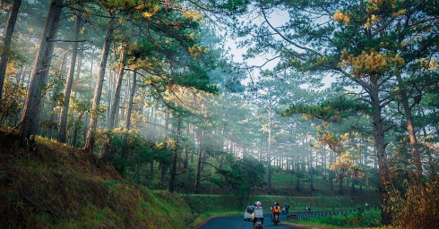 Tour Đà Nẵng – Đà Lạt Mùa Hè: Trốn nóng phố biển, tìm về cao nguyên mát lành