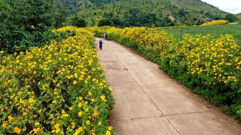 Hoa Dã quỳ tháng 11