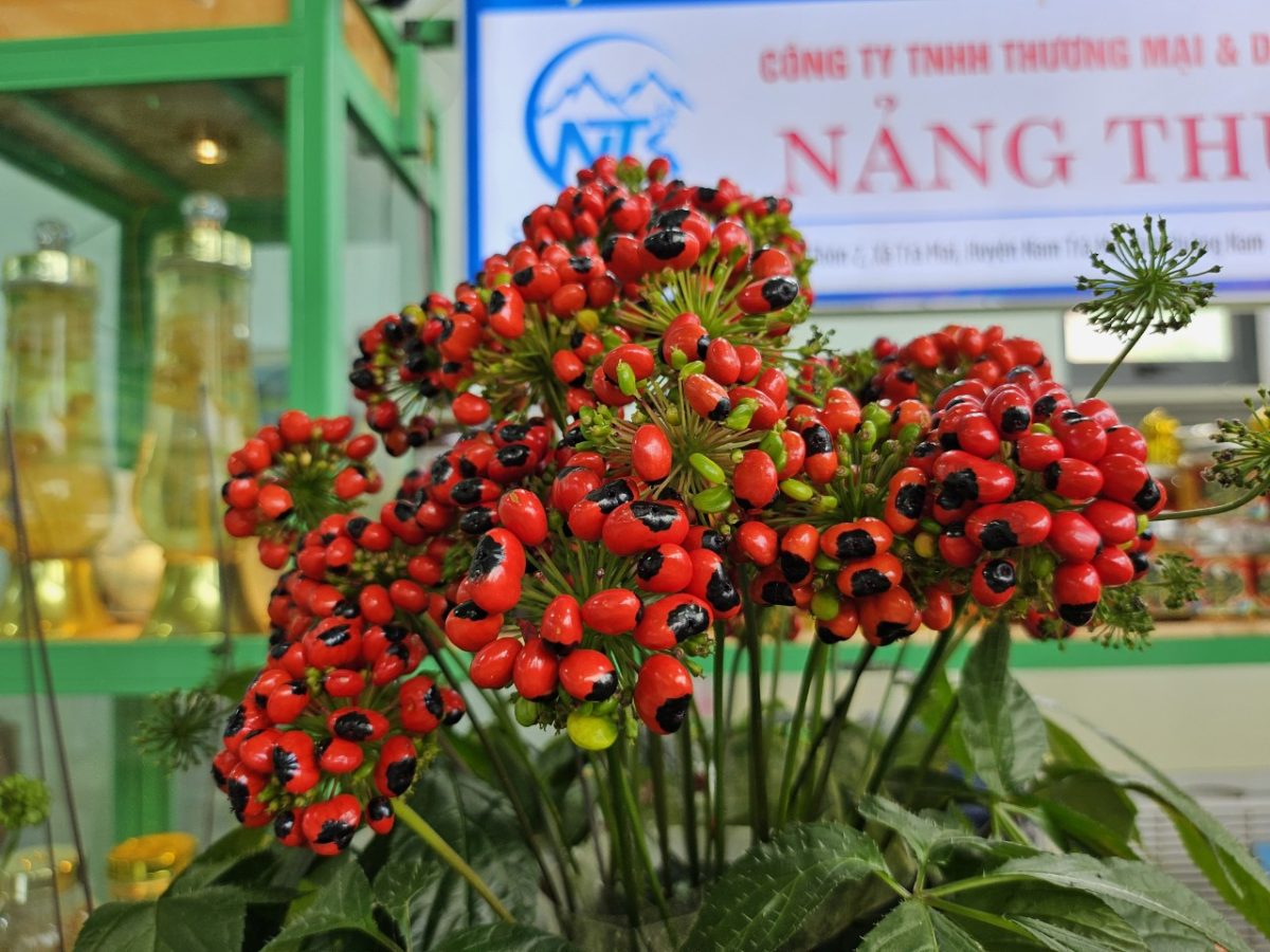 Khám phá Trà Linh cùng Mytour Đà Nẵng Travel
